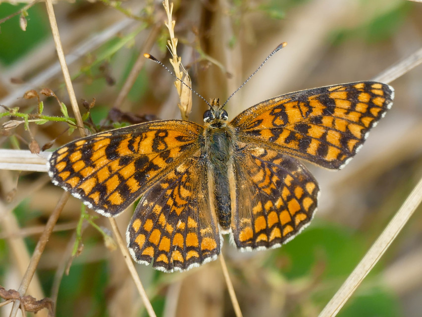 Melitaea phoebe - nagy tarkalepke