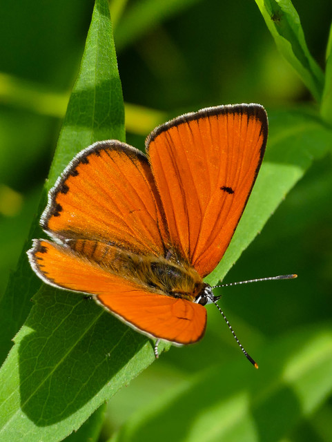 Lycaena dispar rutilus - nagy tűzlepke