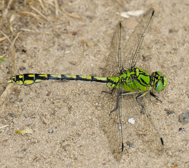 Ophiogomphus cecilia - zöld folyami-szitakötő