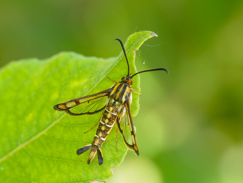 Pyropteron triannuliforme - sóskaszitkár