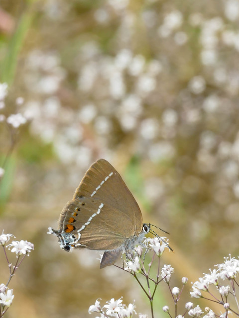 Satyrium spini - kökény-csücsköslepke