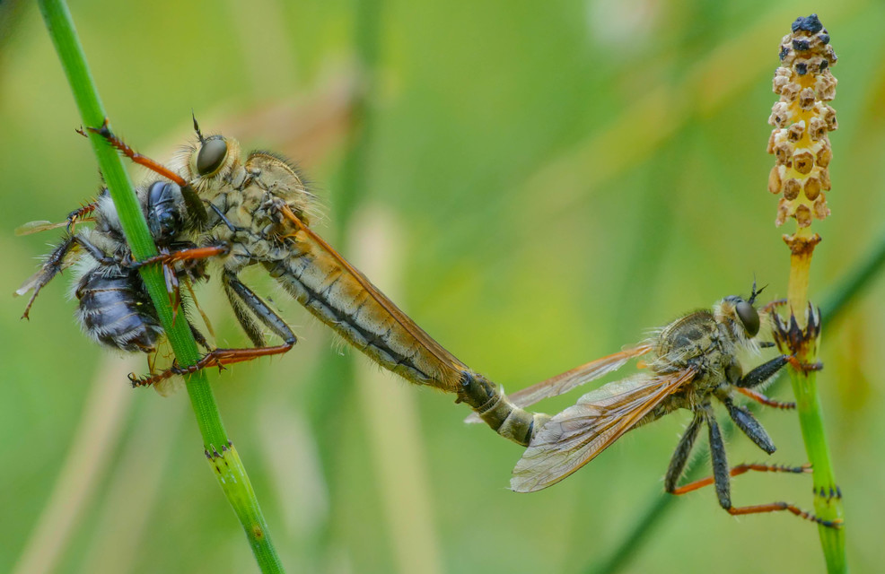 Echthistus rufinervis