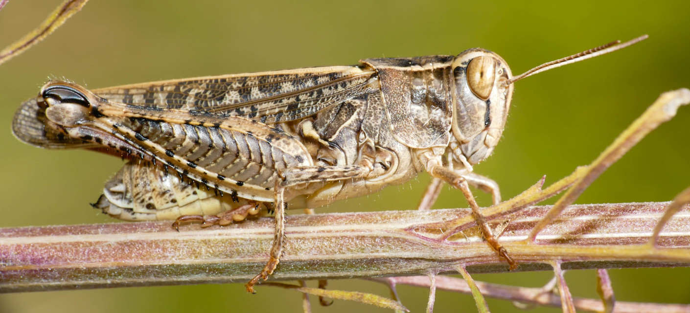 Calliptamus italicus - olaszsáska