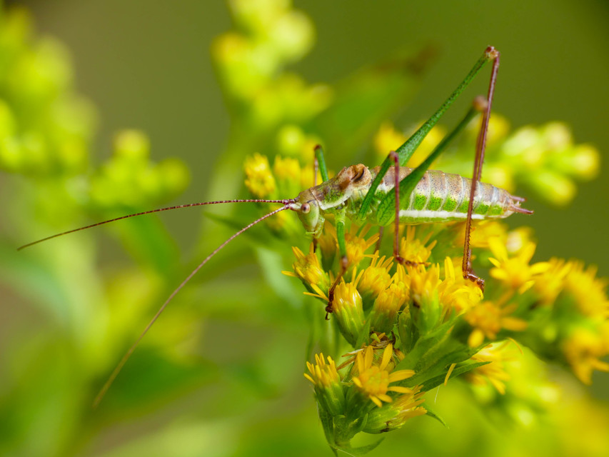 Leptophyes albovittata - közönséges virágszöcske