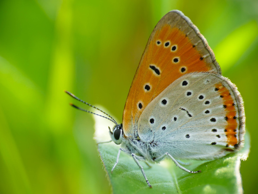 Lycaena dispar rutilus - nagy tűzlepke
