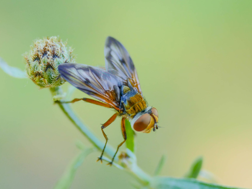 Ectophasia crassipennis - szélespotrohú poloskafürkész