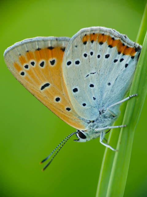 Lycaena dispar rutilus - nagy tűzlepke
