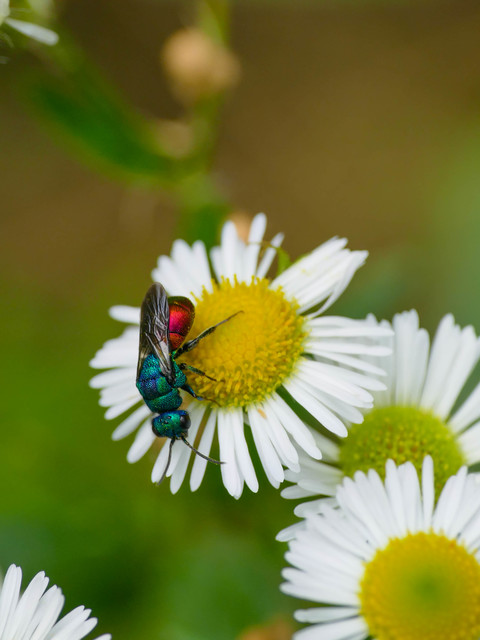 Chrysididae - fémdarazsak