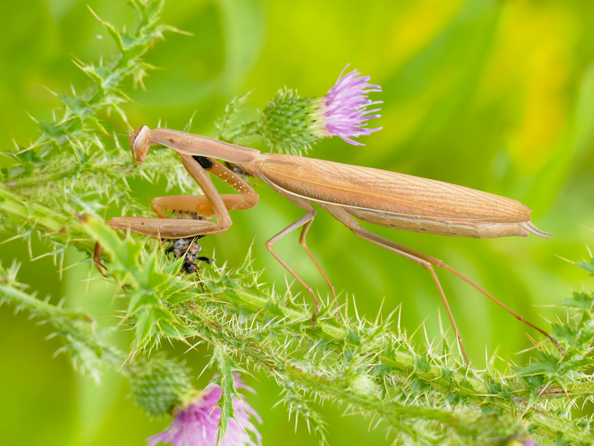 Mantis religiosa - imádkozósáska