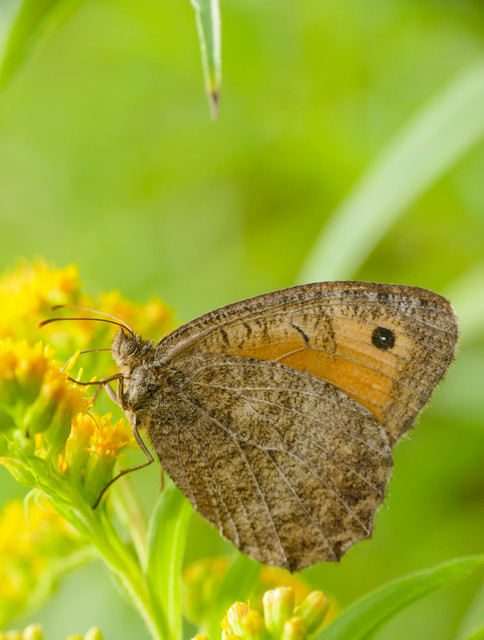 Arethusana arethusa - közönséges szemeslepke