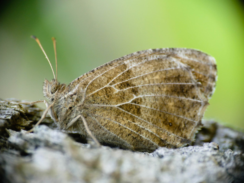 Arethusana arethusa - közönséges szemeslepke
