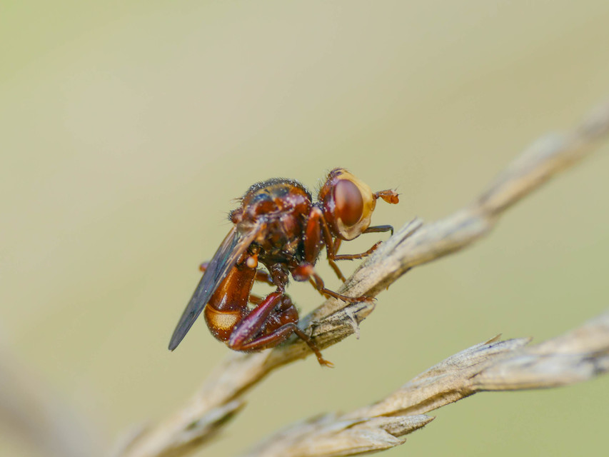 Sicus