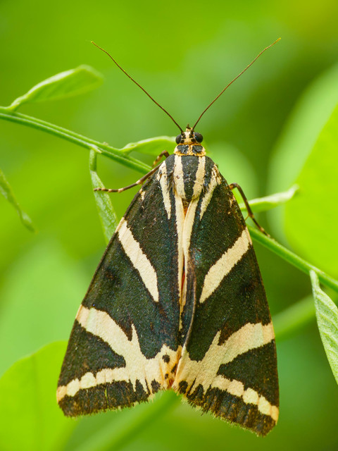 Euplagia quadripunctaria - csíkos medvelepke