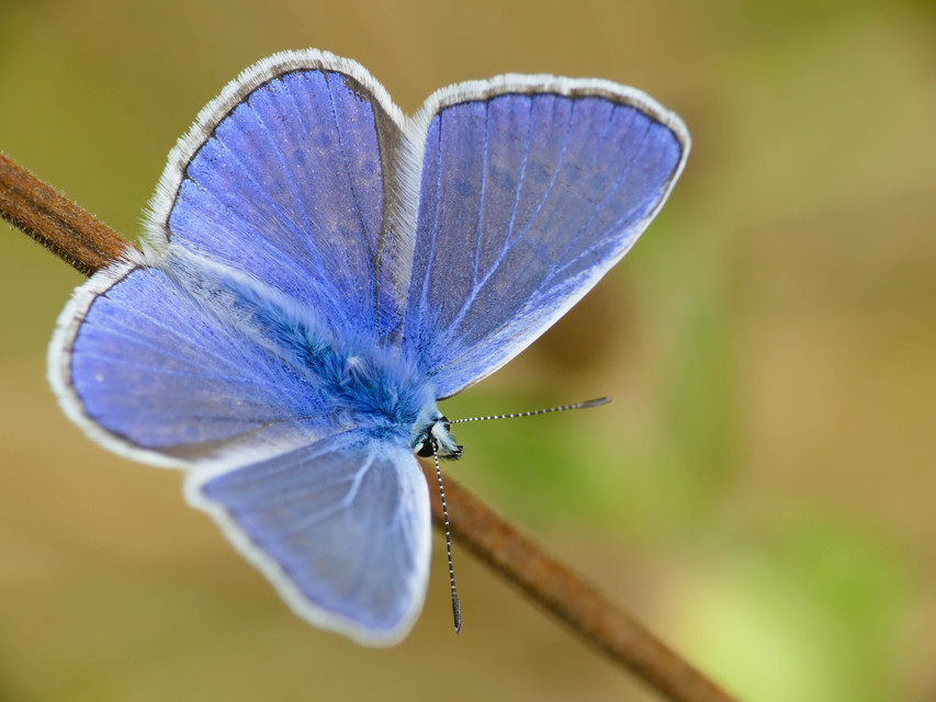 Polyommatus icarus - közönséges boglárka