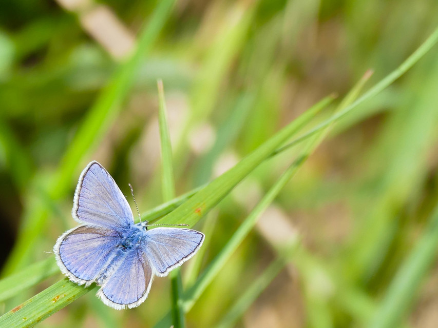 Polyommatus icarus - közönséges boglárka