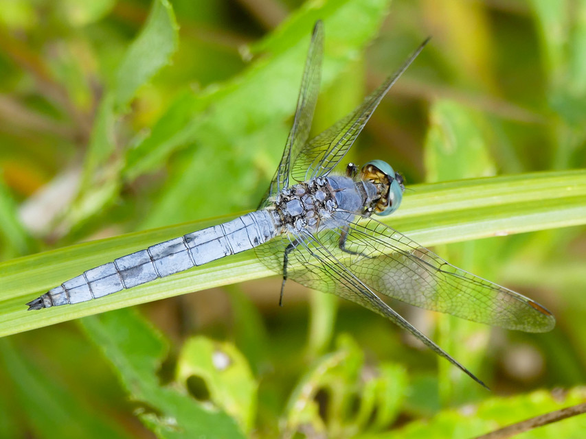 Orthetrum coerulescens - karcsú pásztorszitakötő