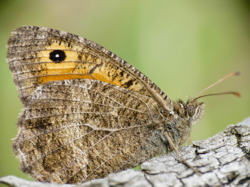 Arethusana arethusa - közönséges szemeslepke