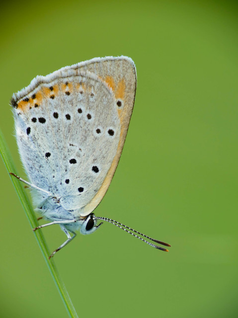 Lycaena dispar rutilus - nagy tűzlepke