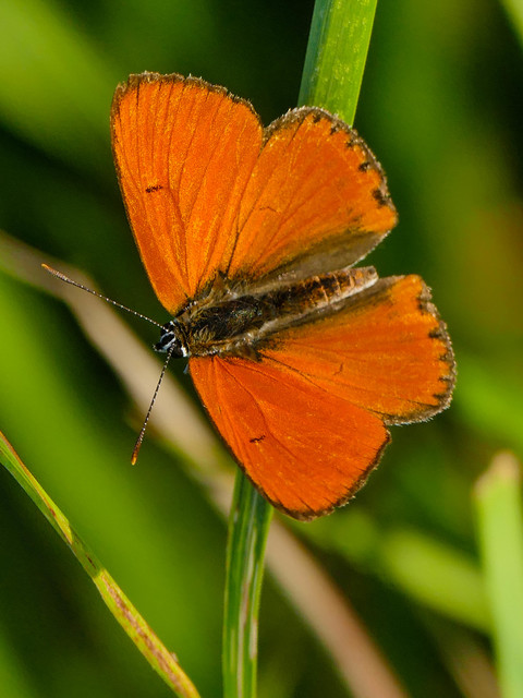 Lycaena dispar rutilus - nagy tűzlepke