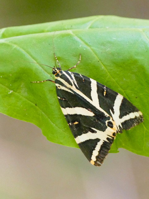 Euplagia quadripunctaria - csíkos medvelepke