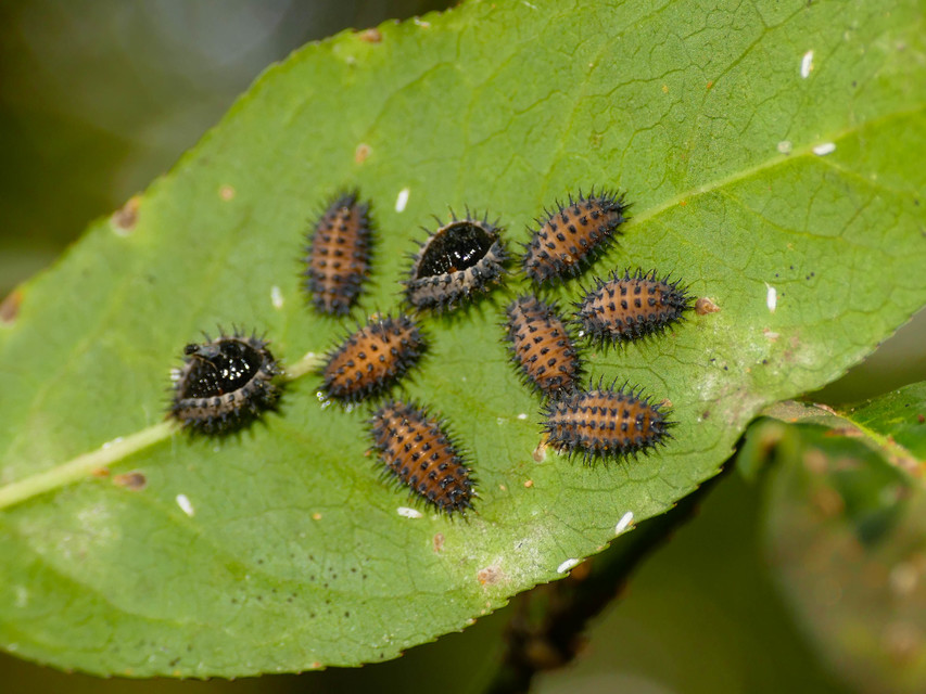 Exochomus quadripustulatus - négyfoltos szerecsenkata