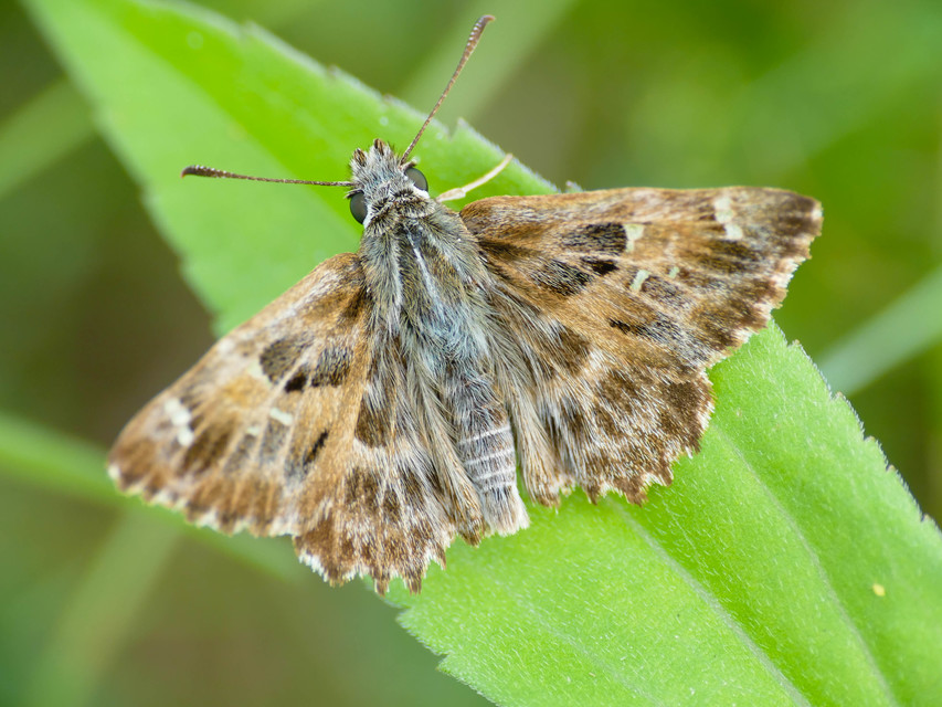 Carcharodus alceae - mályva-busalepke