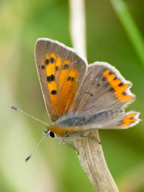 Lycaena phlaeas - közönséges tűzlepke