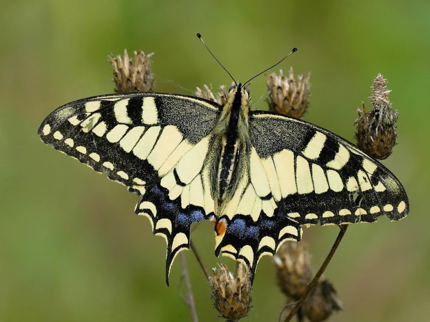 Papilio machaon - fecskefarkú lepke