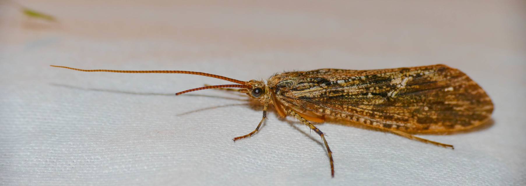 Phryganeidae