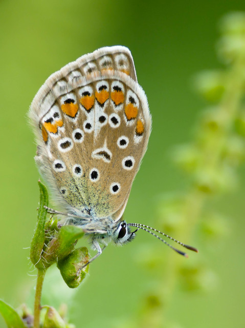 Polyommatus icarus - közönséges boglárka