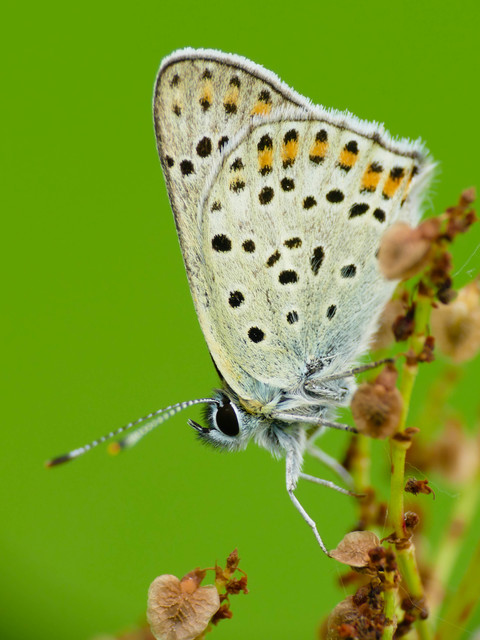 Lycaena tityrus - barna tűzlepke
