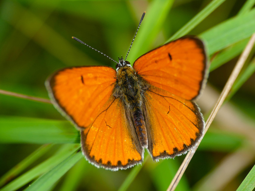 Lycaena dispar rutilus - nagy tűzlepke