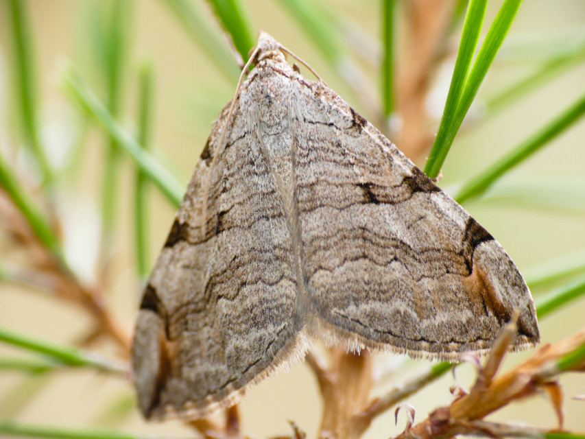 Aplocera efformata/plagiata
