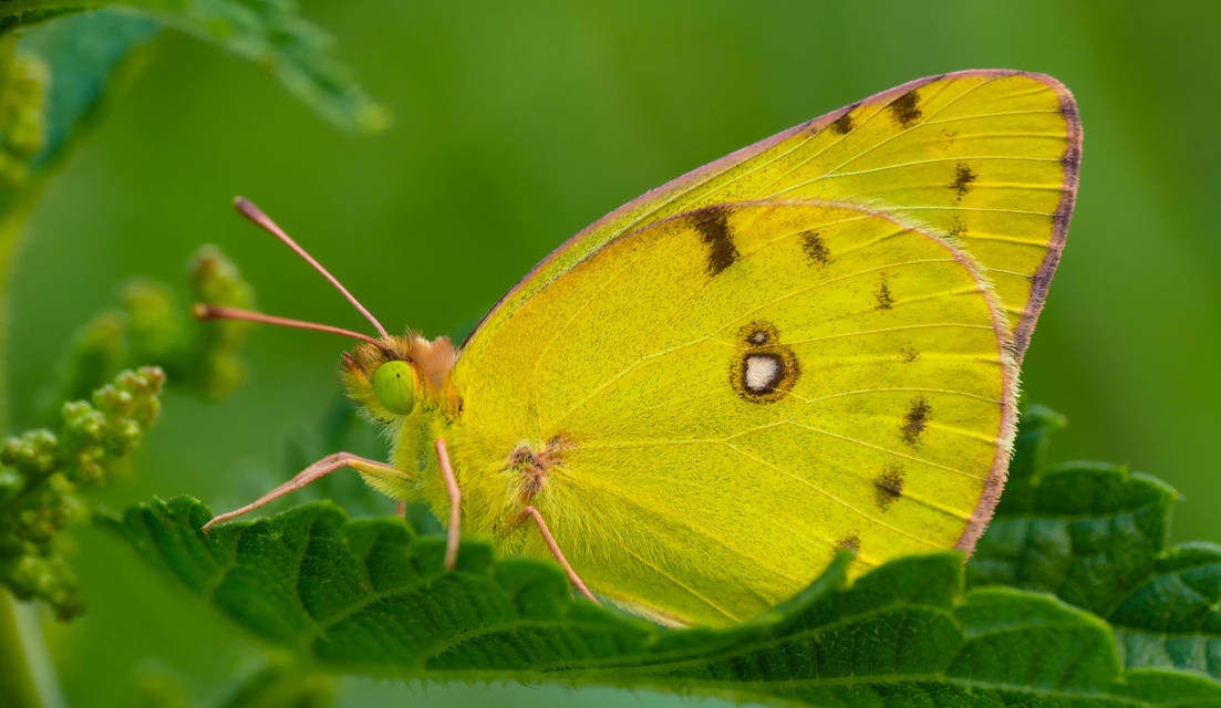 Colias hyale - kéneslepke