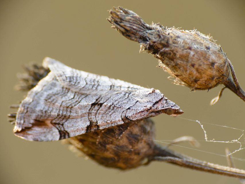 Aplocera efformata/plagiata