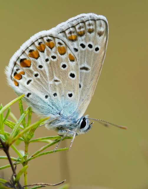 Polyommatus icarus - közönséges boglárka