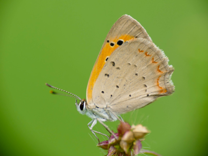 Lycaena phlaeas - közönséges tűzlepke