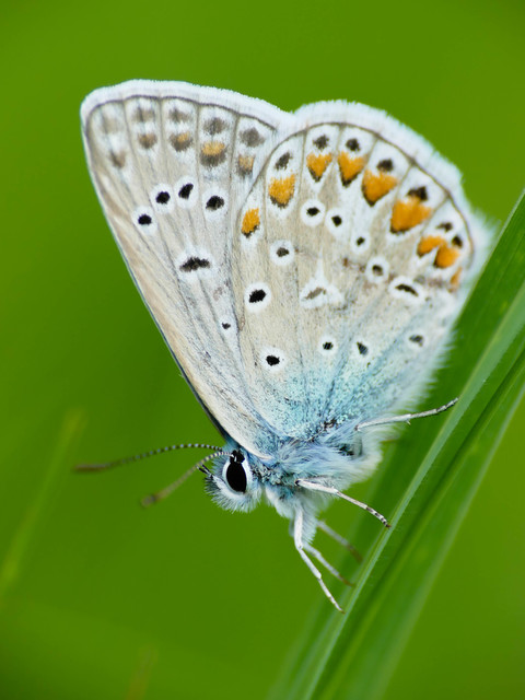 Polyommatus icarus - közönséges boglárka
