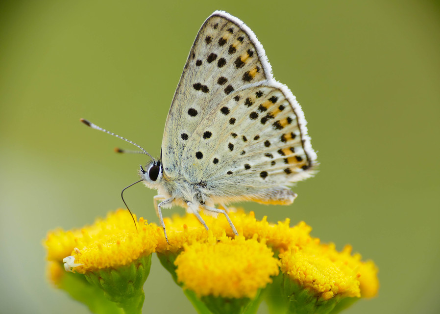 Lycaena tityrus - barna tűzlepke