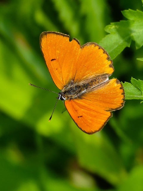 Lycaena dispar rutilus - nagy tűzlepke