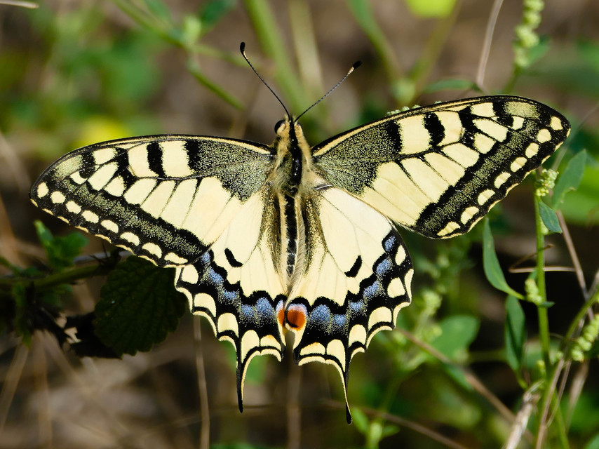Papilio machaon - fecskefarkú lepke