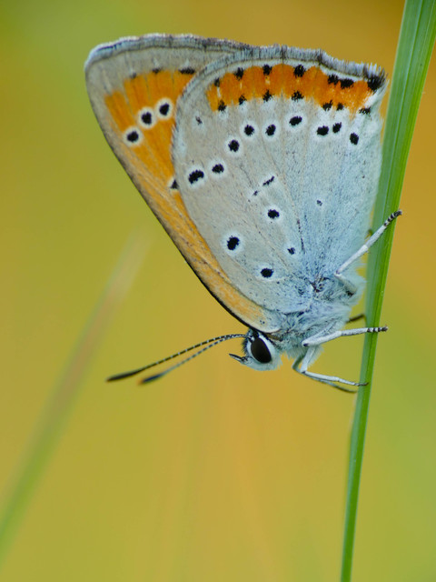 Lycaena dispar rutilus - nagy tűzlepke