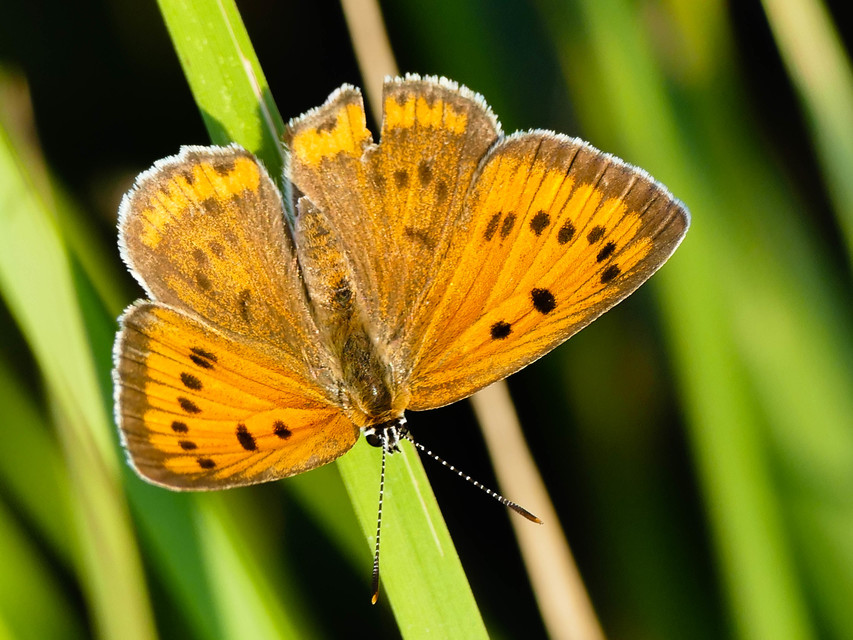 Lycaena dispar rutilus - nagy tűzlepke
