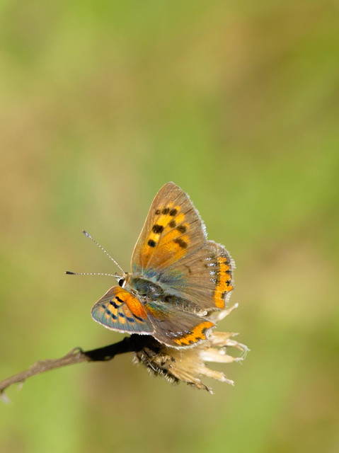 Lycaena phlaeas - közönséges tűzlepke