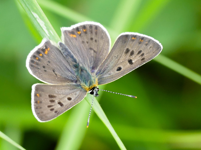 Lycaena tityrus - barna tűzlepke