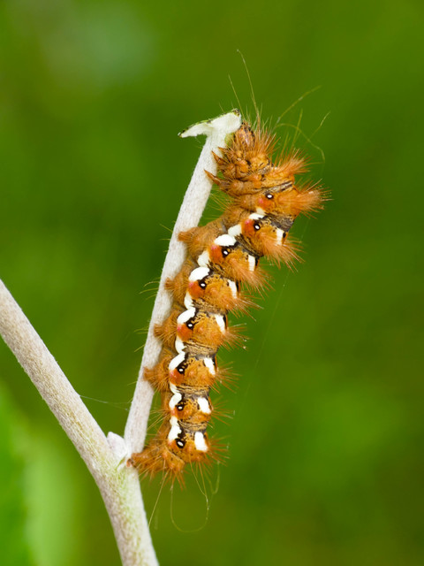 Acronicta rumicis - sóska-szigonyosbagoly