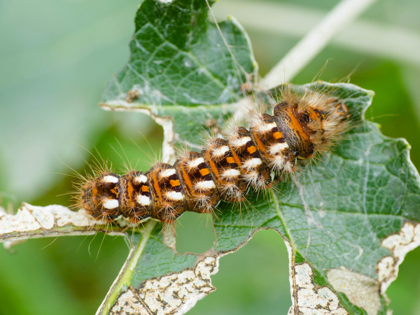 Acronicta rumicis - sóska-szigonyosbagoly