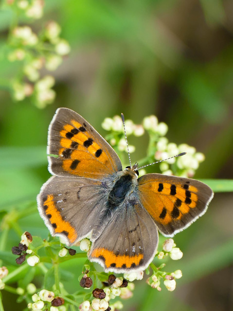 Lycaena phlaeas - közönséges tűzlepke