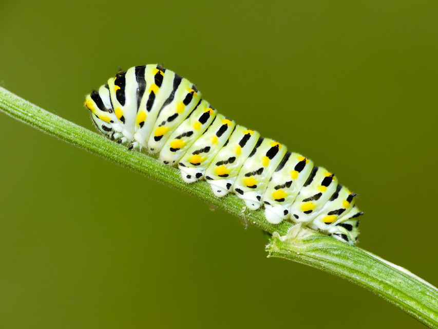 Papilio machaon - fecskefarkú lepke