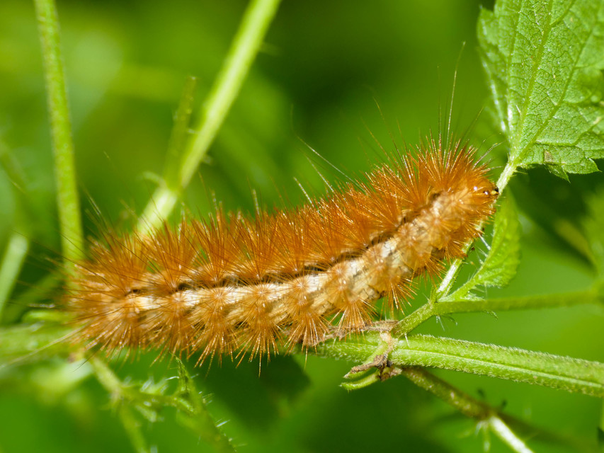 Diaphora mendica - felemás medvelepke